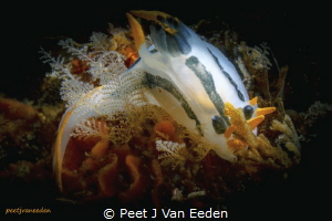 Crowned Nudibranch, False Bay, Cape Peninslua, South Africa by Peet J Van Eeden 